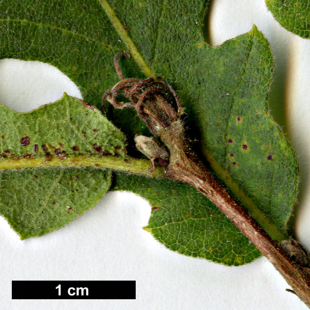 High resolution image: Family: Fagaceae - Genus: Quercus - Taxon: cerris 
